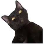 Black Cat